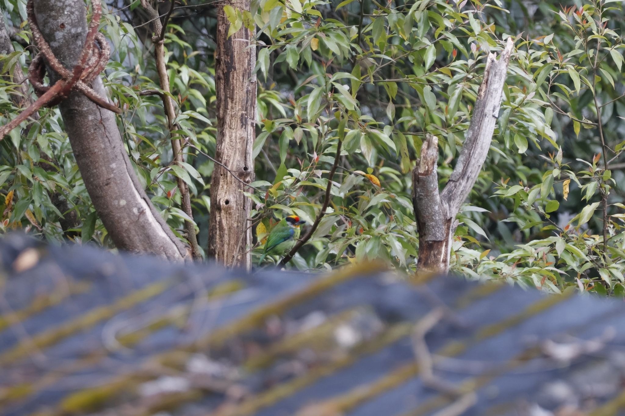 Rufous-throated Partridge