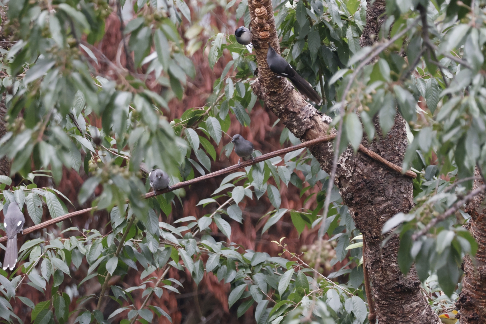 Long-tailed Sibia