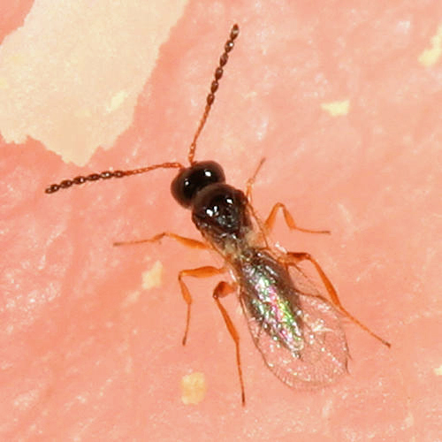 Ganaspis