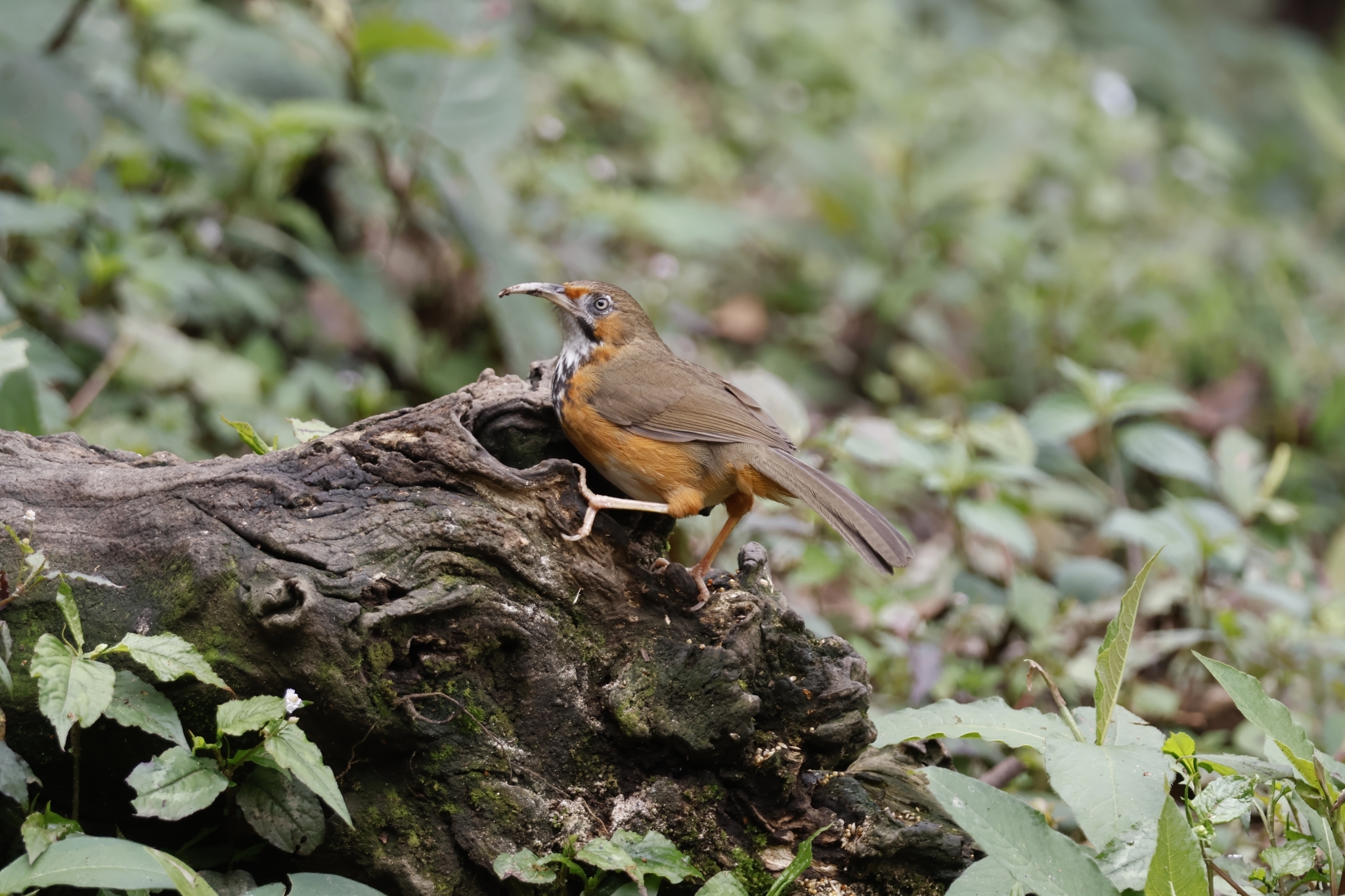 Black-streaked Scimitar Babbler
