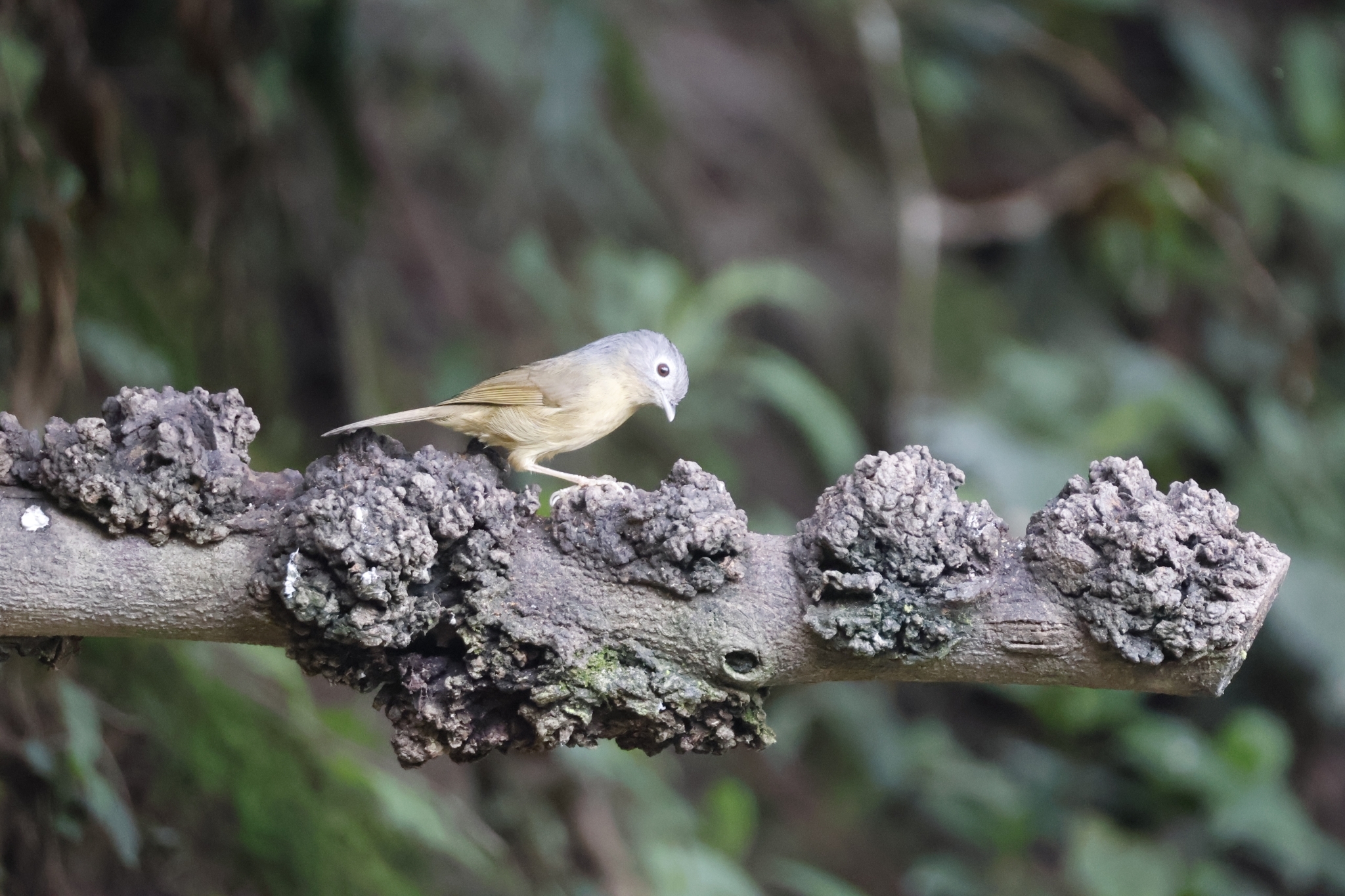 Yunnan Fulvetta