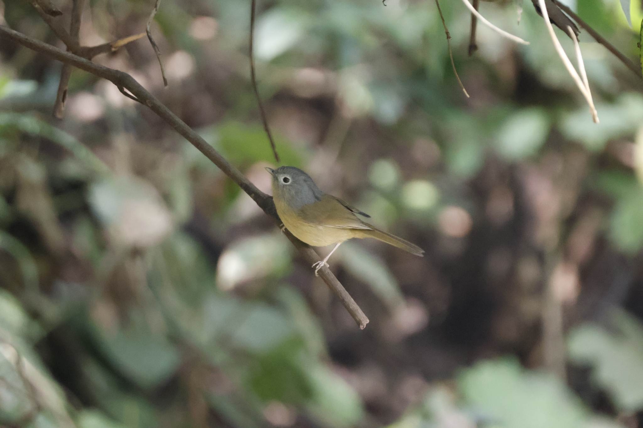 Yunnan Fulvetta