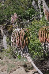 Aloe pluridens