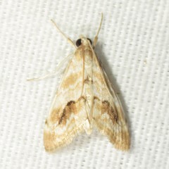 Evergestis lunulalis