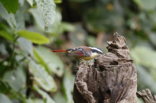 Red-tailed Minla (Minla ignotincta), photo 7