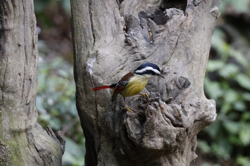 Red-tailed Minla (Minla ignotincta), photo 4
