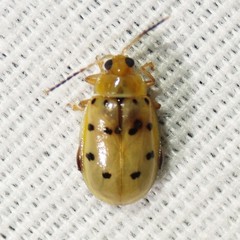 Walterianella durangoensis