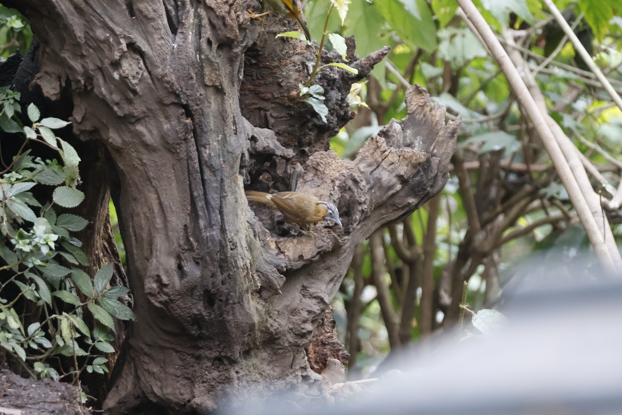 Grey-throated Babbler