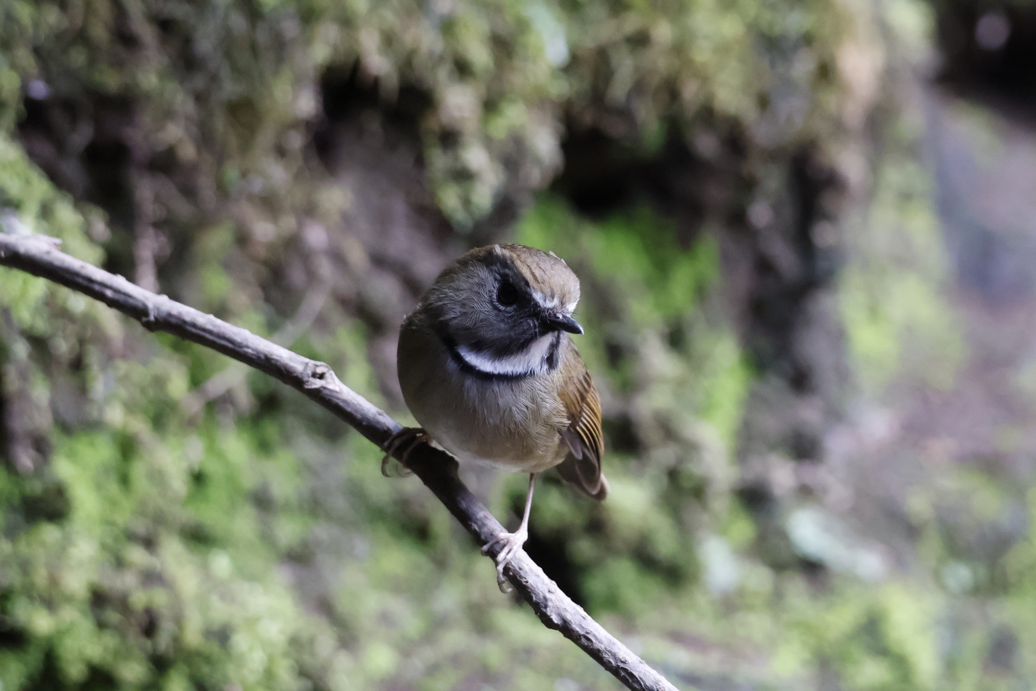 White-gorgeted Flycatcher