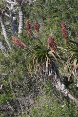 Aloe pluridens