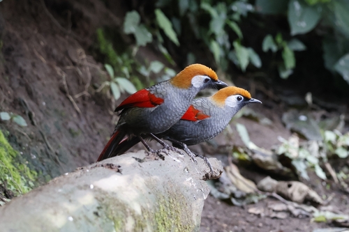Red-tailed Laughingthrush (Trochalopteron milnei), photo 2