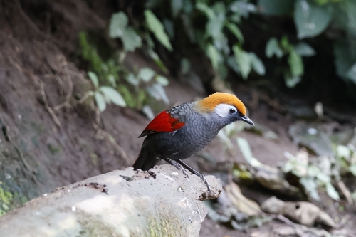 Red-tailed Laughingthrush (Trochalopteron milnei), photo 2