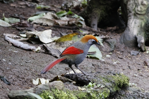 Red-tailed Laughingthrush (Trochalopteron milnei), photo 6