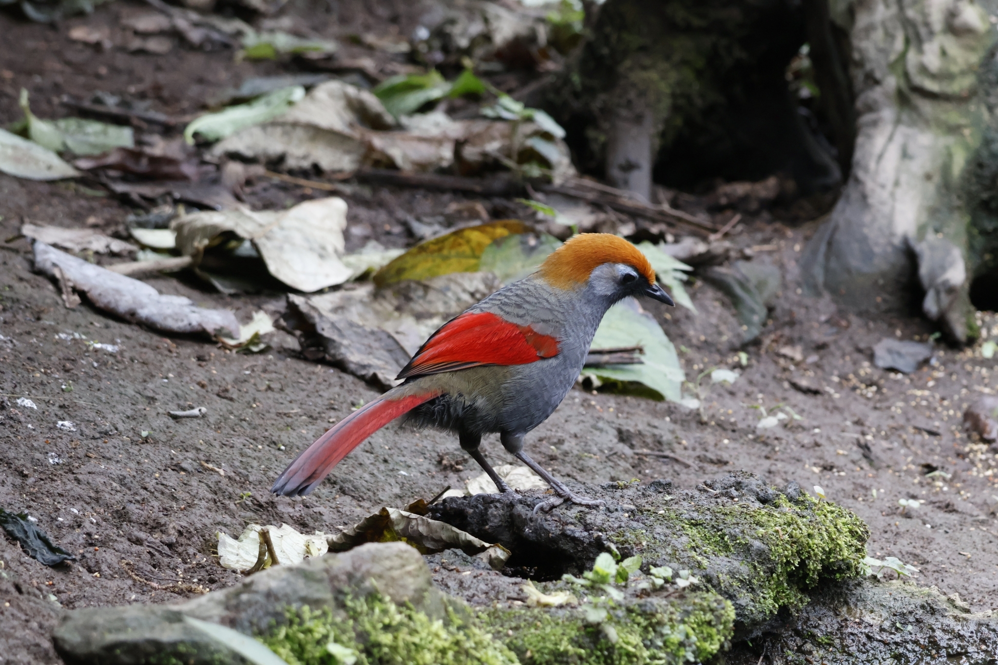 Red-tailed Laughingthrush