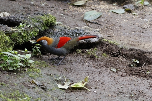 Red-tailed Laughingthrush (Trochalopteron milnei), photo 7