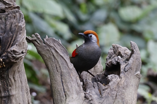 Red-tailed Laughingthrush (Trochalopteron milnei), photo 8