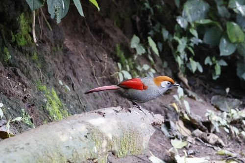 Red-tailed Laughingthrush (Trochalopteron milnei), photo 9