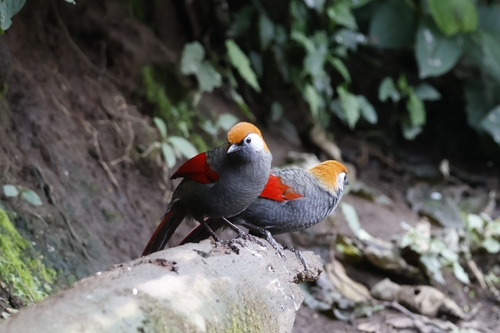 Red-tailed Laughingthrush (Trochalopteron milnei), photo 10