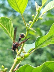Delta unguiculatum