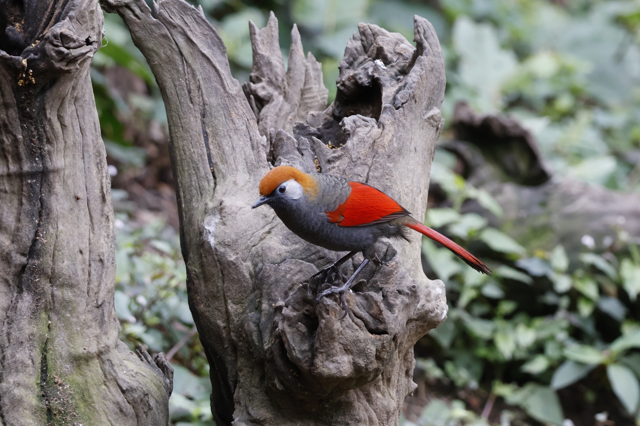 Red-tailed Laughingthrush
