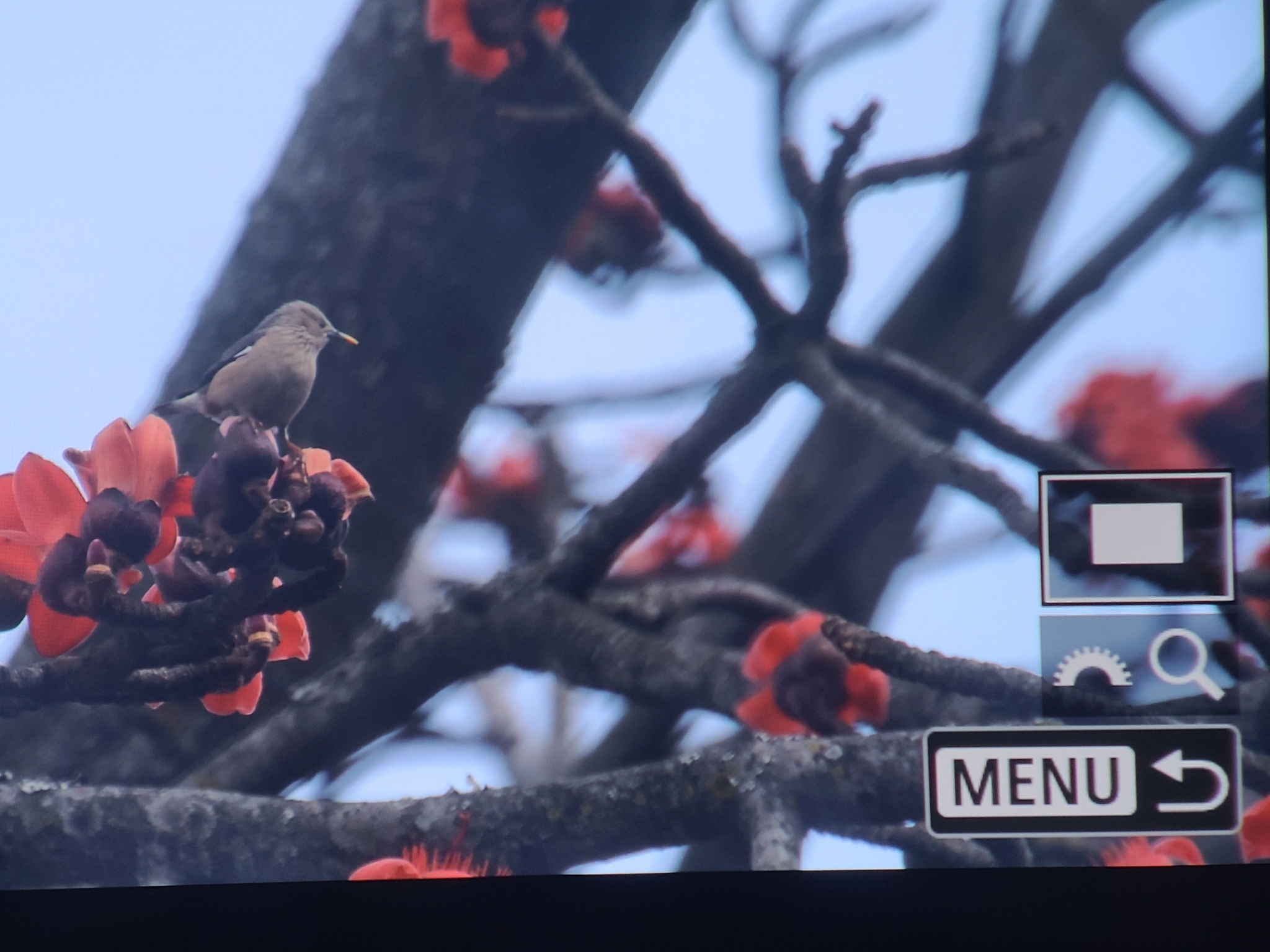 Chestnut-tailed Starling