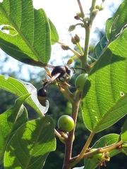 Delta unguiculatum