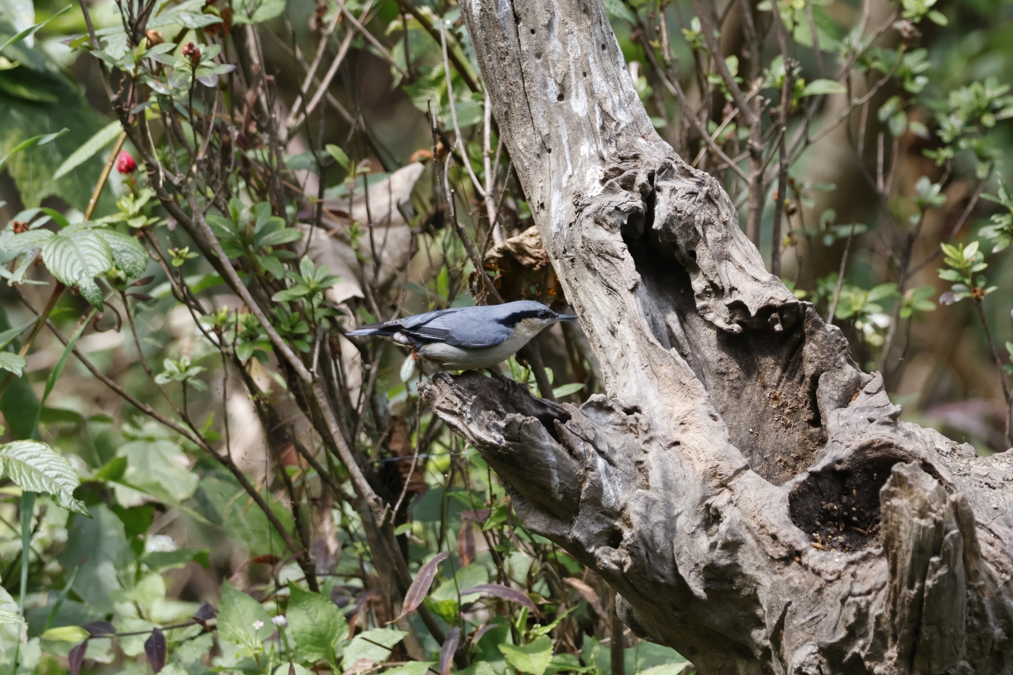 Chestnut-vented Nuthatch