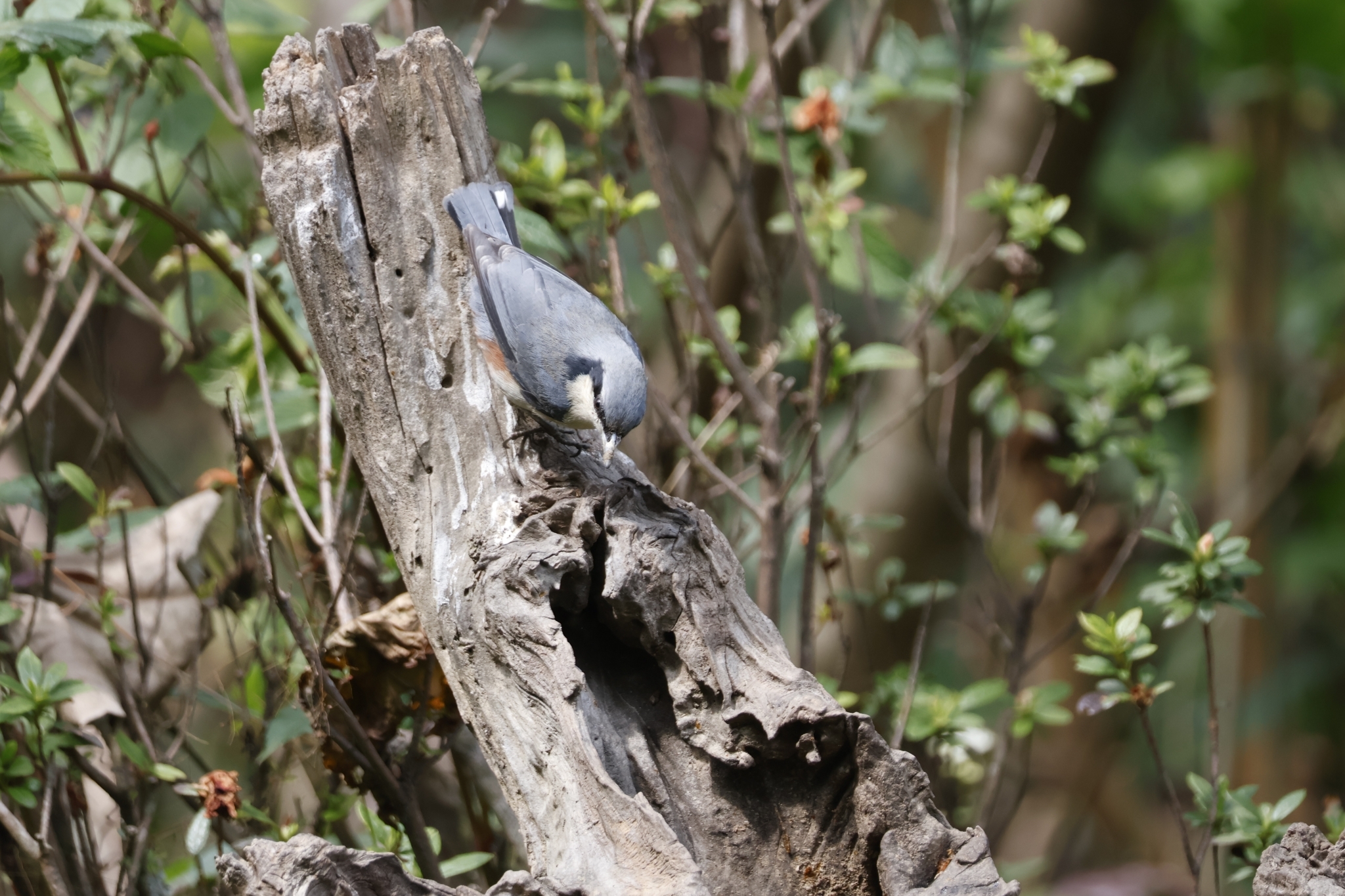 Chestnut-vented Nuthatch