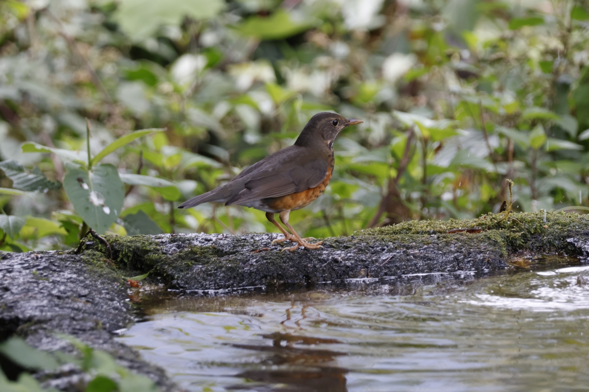 Black-breasted Thrush