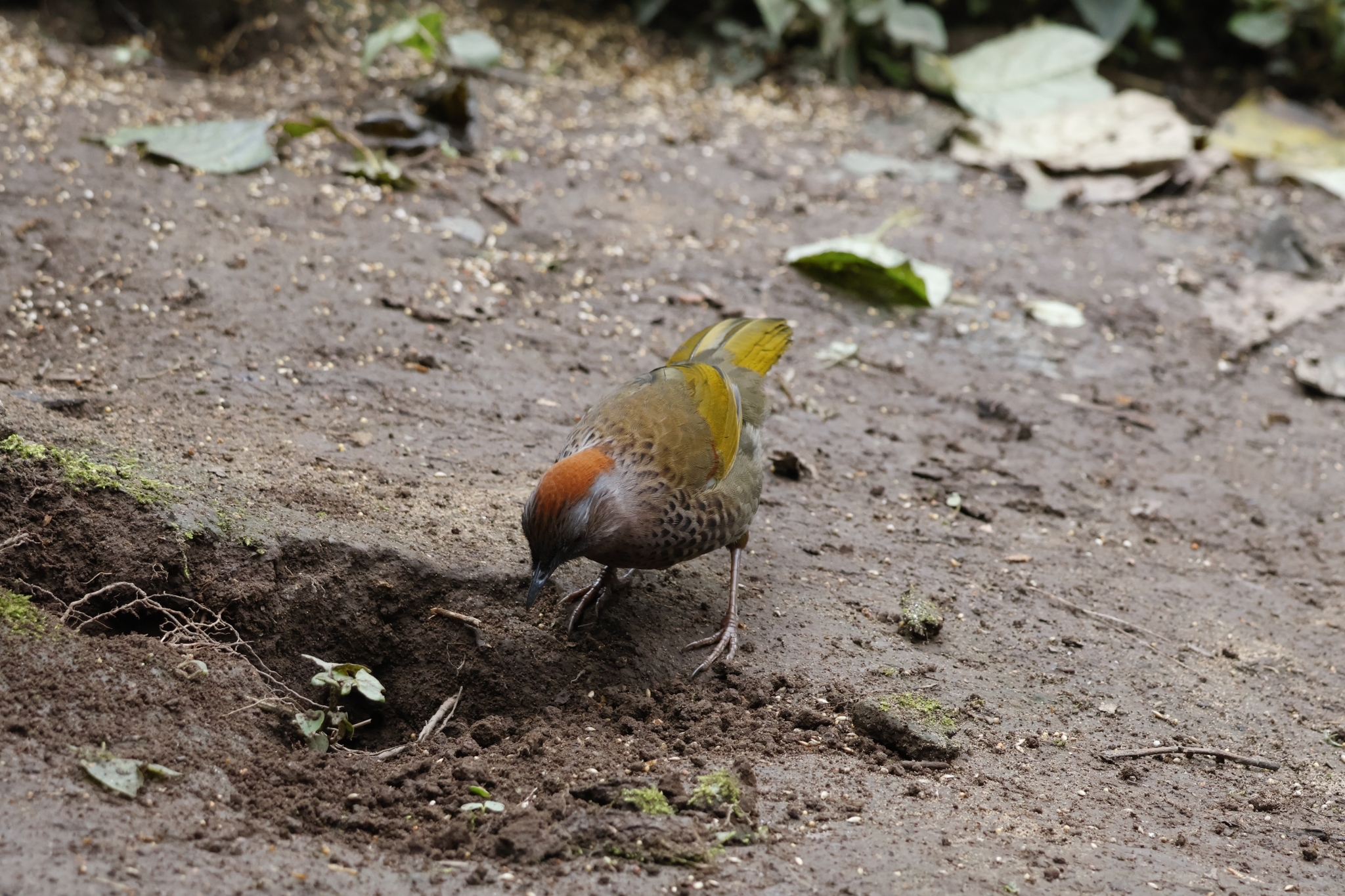Assam Laughingthrush
