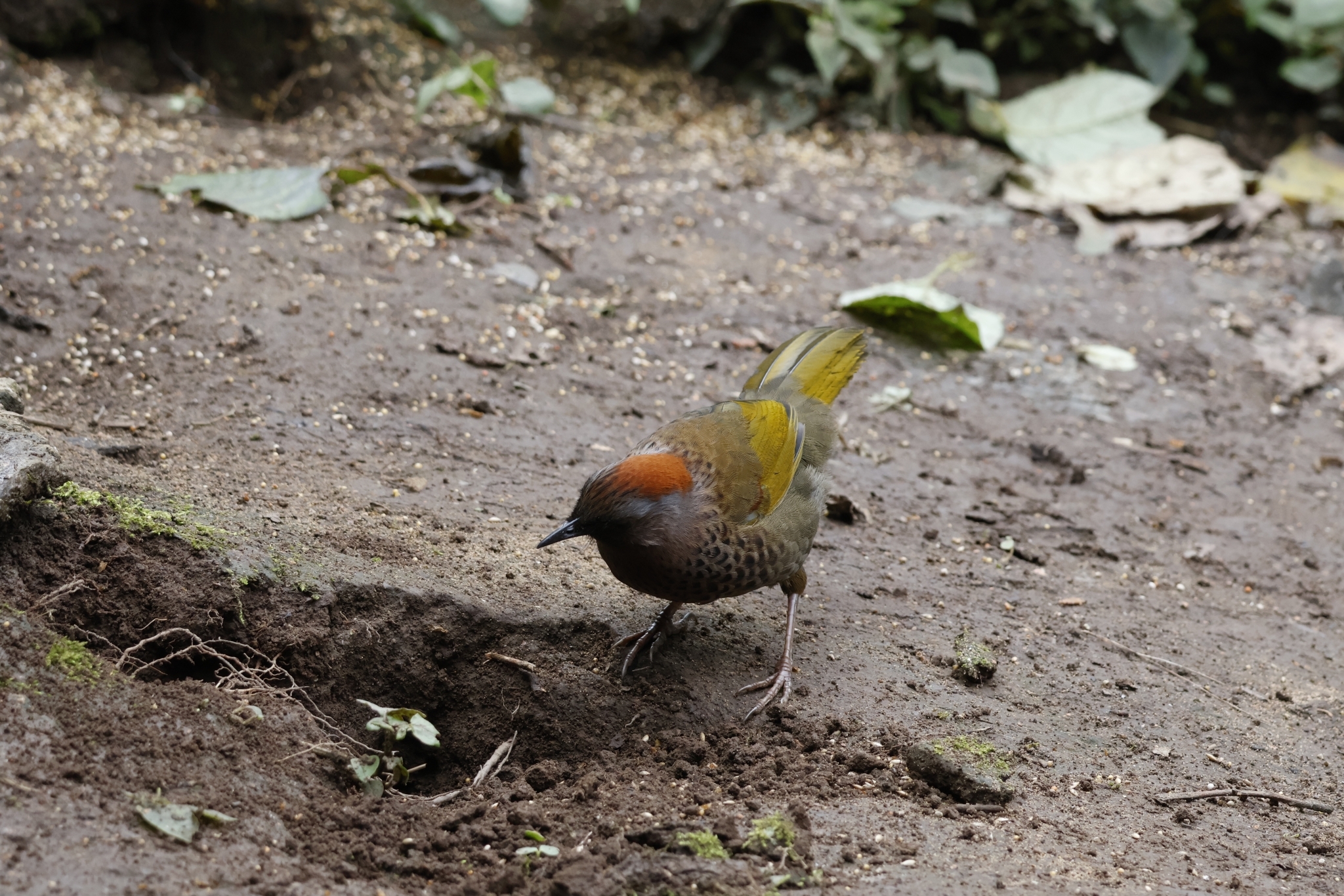 Assam Laughingthrush