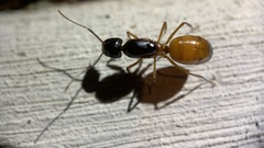 Camponotus semitestaceus