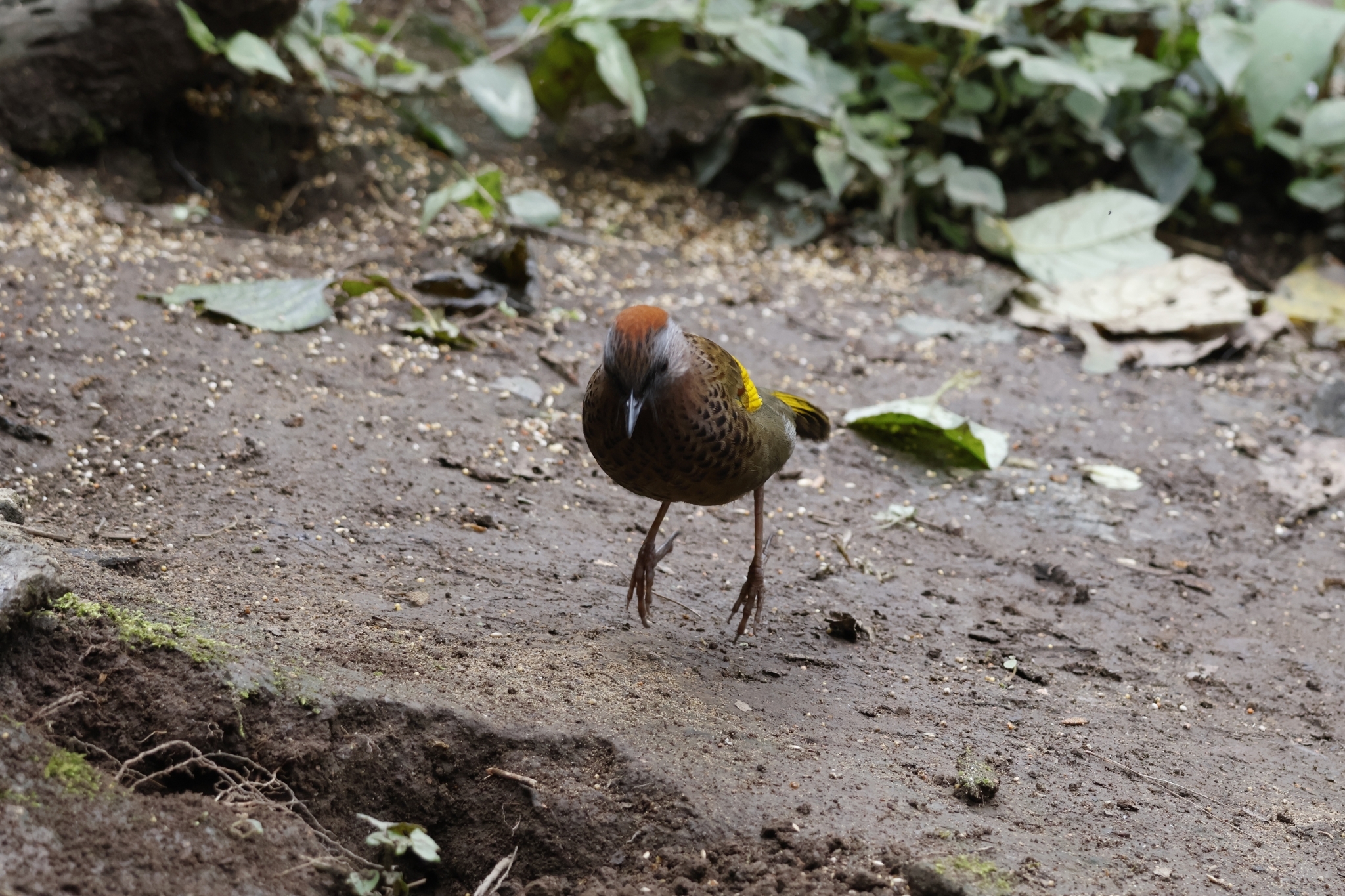 Assam Laughingthrush