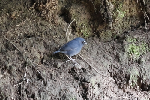 Himalayan Shortwing (Brachypteryx cruralis), photo 9