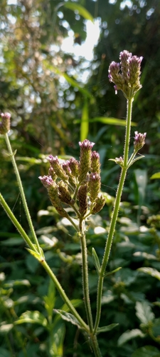 Image of Verbena litoralis by (c) Natalia Millans, some rights reserved (CC BY)