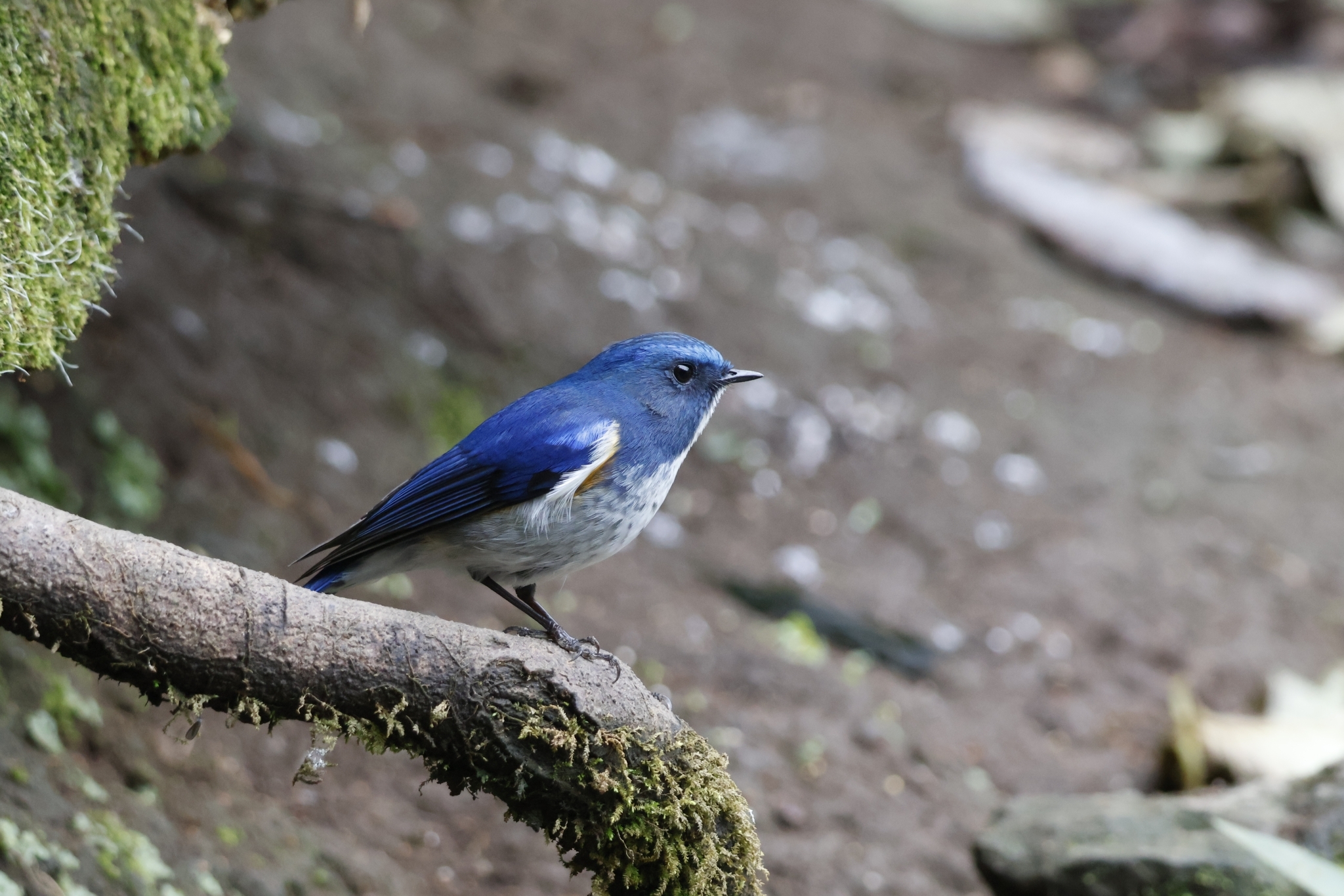 Himalayan Bluetail