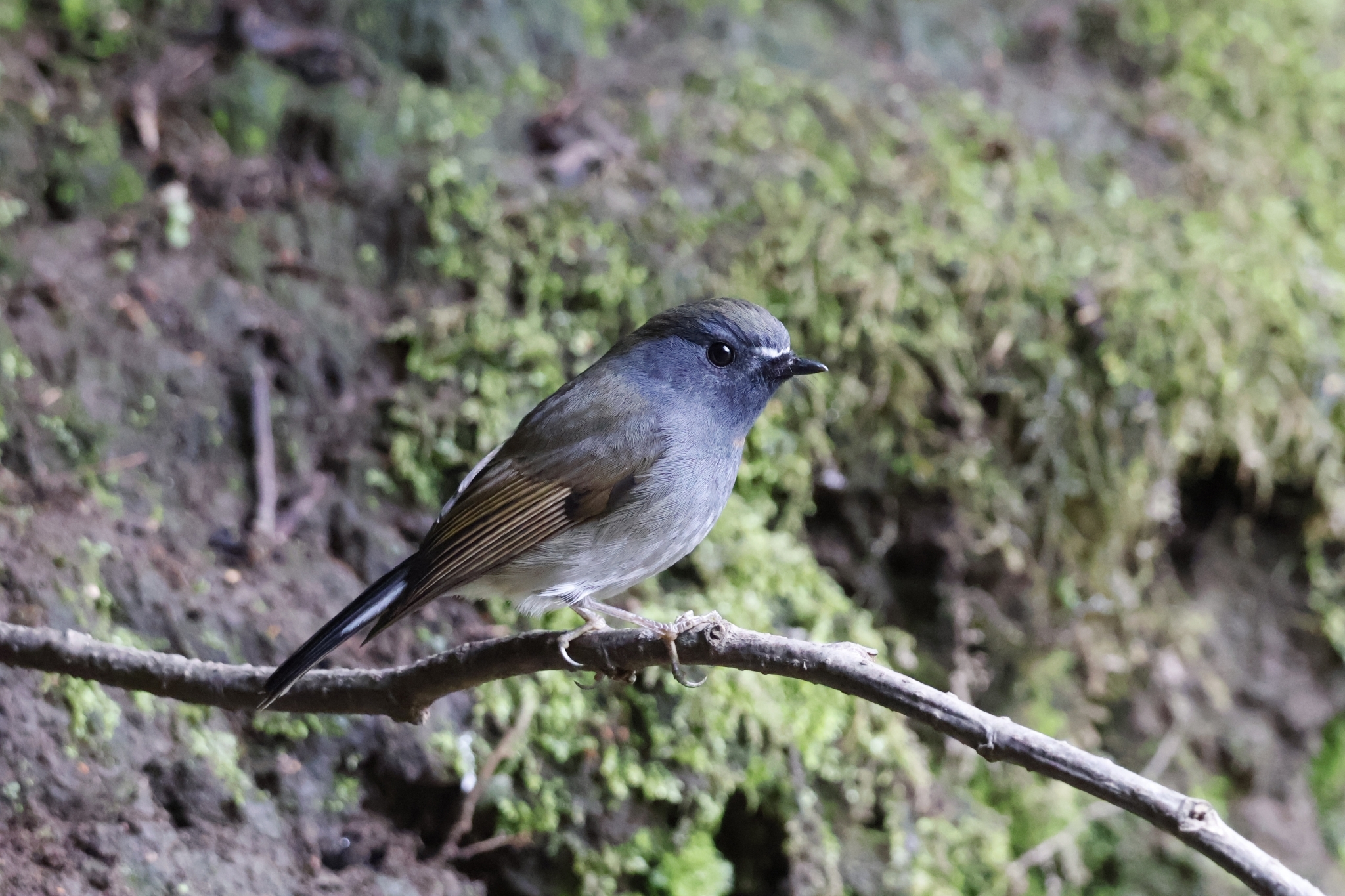 Rufous-gorgeted Flycatcher