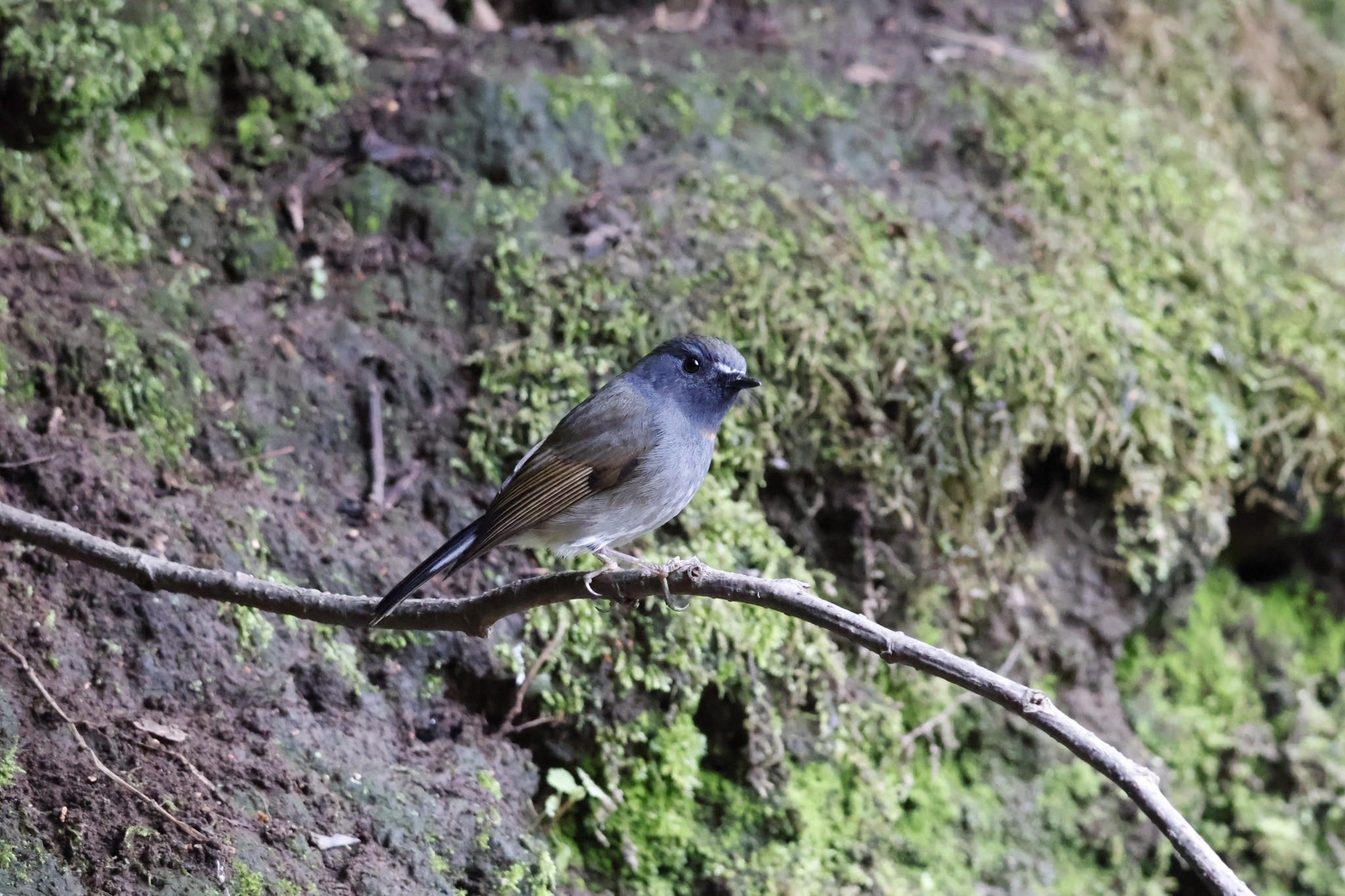 Rufous-gorgeted Flycatcher