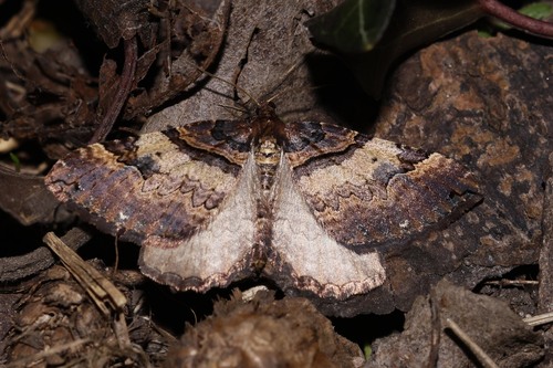 Shoulder-stripe