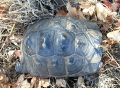 Testudo graeca ibera