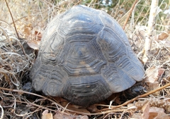 Testudo graeca ibera