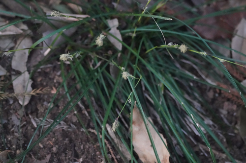 Carex conica, photograph 5