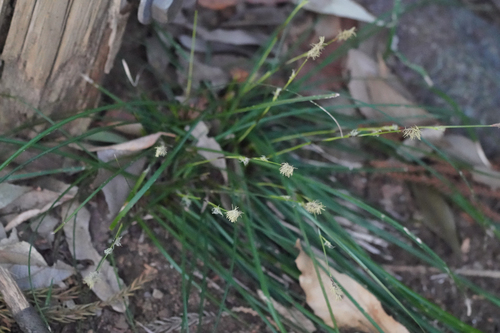 Image of Carex conica by (c) WATANABE Hitoshi 渡辺仁, some rights reserved (CC BY)