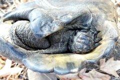 Testudo graeca ibera