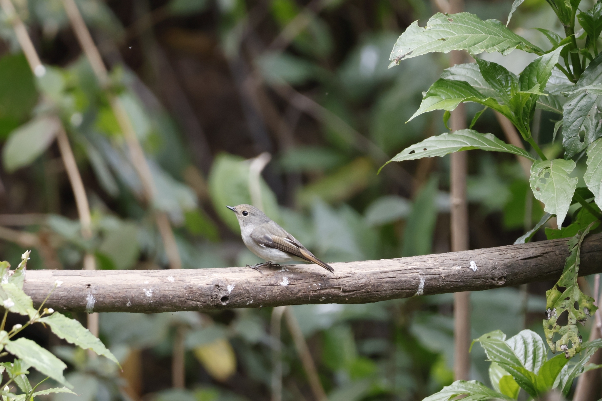 Little Pied Flycatcher
