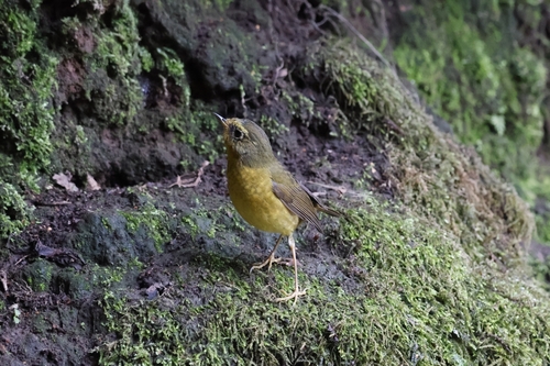 Golden Bush Robin (Tarsiger chrysaeus), photo 6