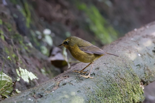 Golden Bush Robin (Tarsiger chrysaeus), photo 8