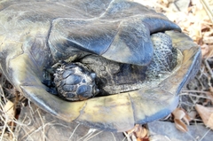 Testudo graeca ibera