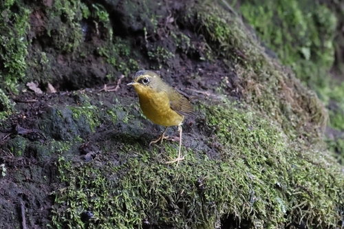 Golden Bush Robin (Tarsiger chrysaeus), photo 9