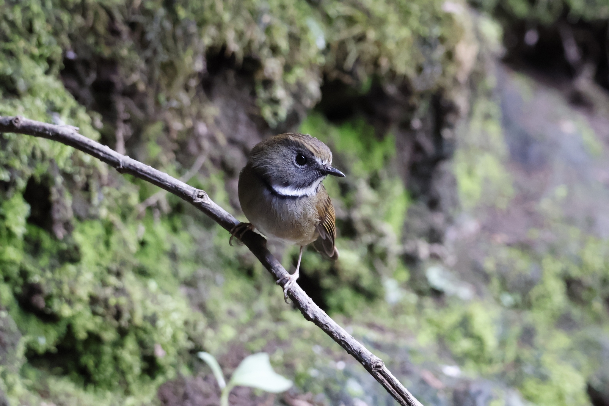 White-gorgeted Flycatcher